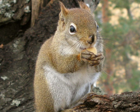 Картинка животные белки