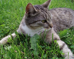 Картинка животные коты