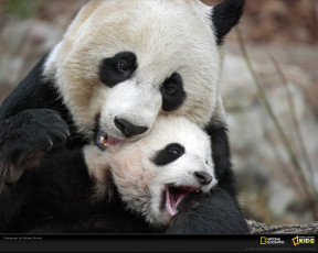 Картинка животные панды