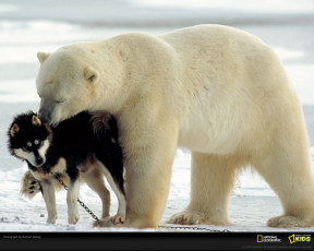 Картинка животные разные вместе
