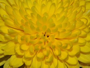 обоя цветы, хризантемы