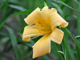 Картинка цветы лилии лилейники