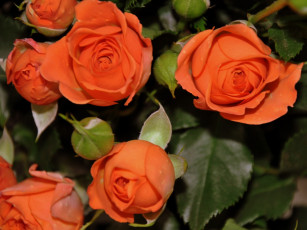 Картинка цветы розы