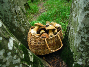 Картинка еда грибы грибные блюда