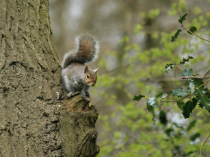 Картинка животные белки