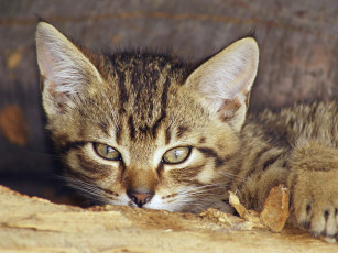 Картинка животные коты