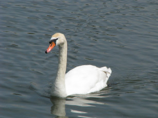 Картинка животные лебеди