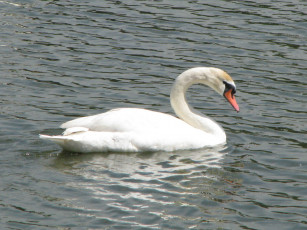 Картинка животные лебеди