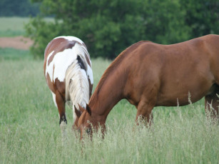 Картинка животные лошади