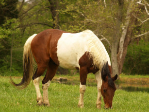 Картинка животные лошади