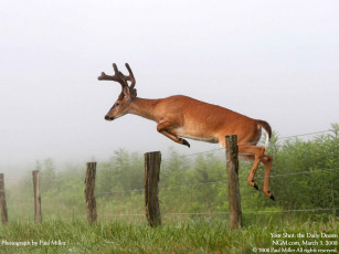 Картинка животные олени