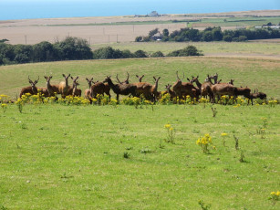 Картинка животные олени