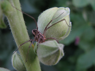 Картинка животные пауки