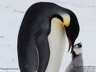 Картинка животные пингвины