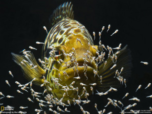 Картинка животные рыбы