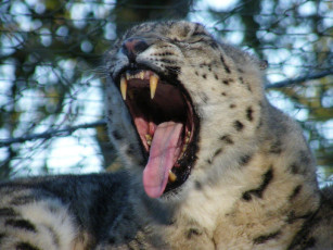 обоя животные, снежный, барс, ирбис