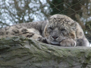 Картинка животные снежный барс ирбис