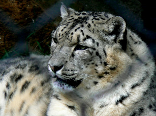 Картинка животные снежный барс ирбис