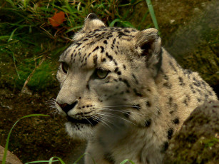 Картинка животные снежный барс ирбис