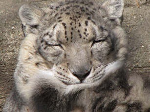 Картинка животные снежный барс ирбис