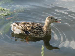 Картинка животные утки