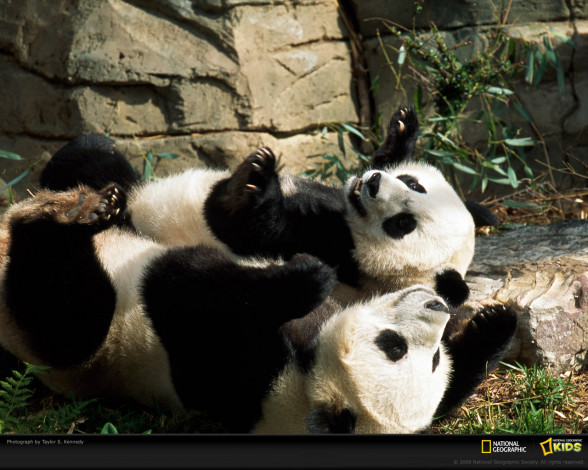 Обои картинки фото животные, панды