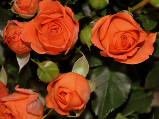 Обои картинки фото цветы, розы