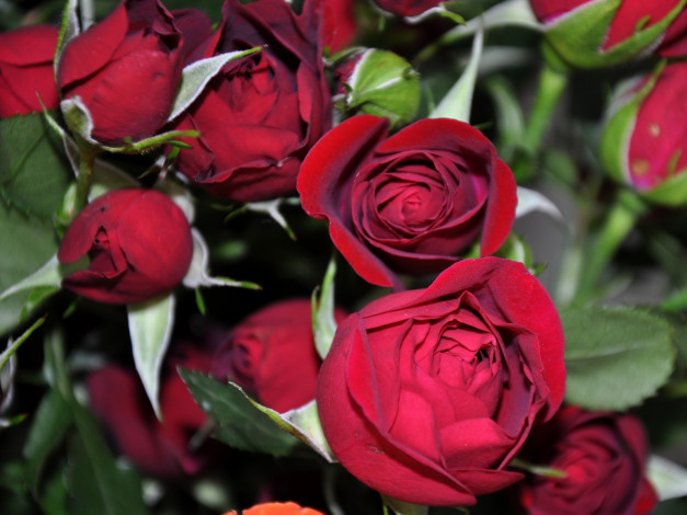 Обои картинки фото цветы, розы