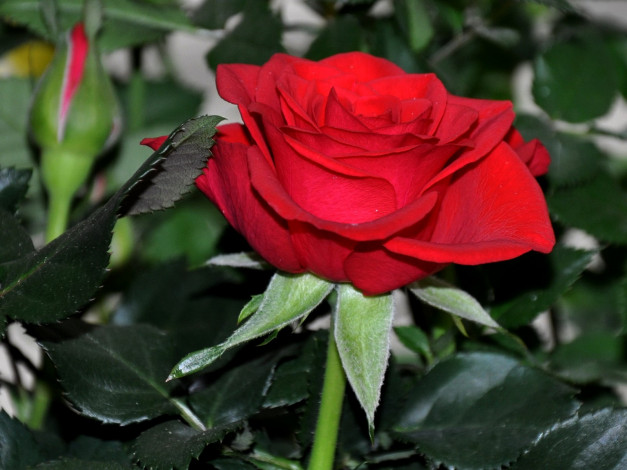 Обои картинки фото цветы, розы