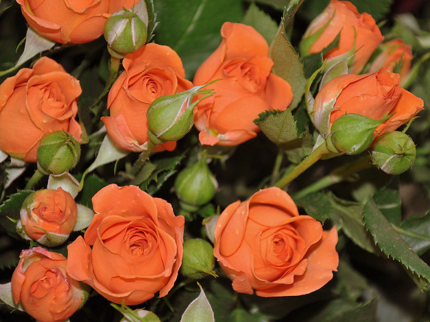 Обои картинки фото цветы, розы