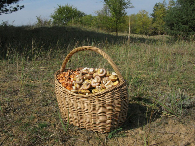 Обои картинки фото еда, грибы, грибные, блюда