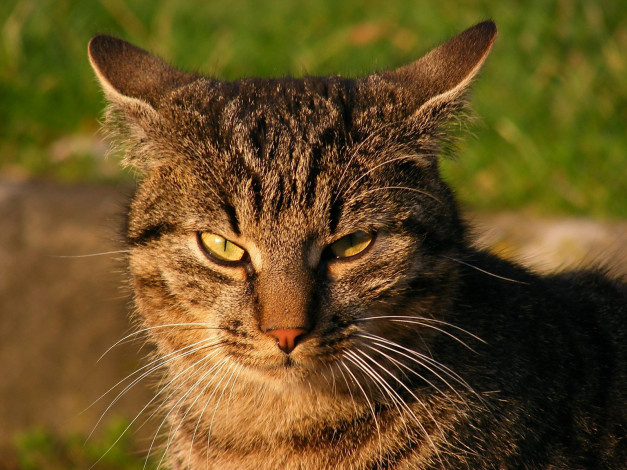 Обои картинки фото животные, коты