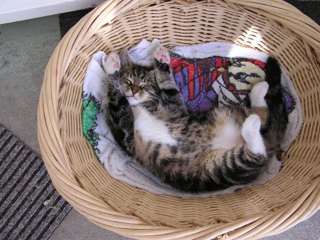 Обои картинки фото животные, коты