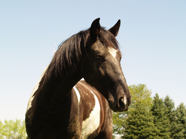 Обои картинки фото животные, лошади