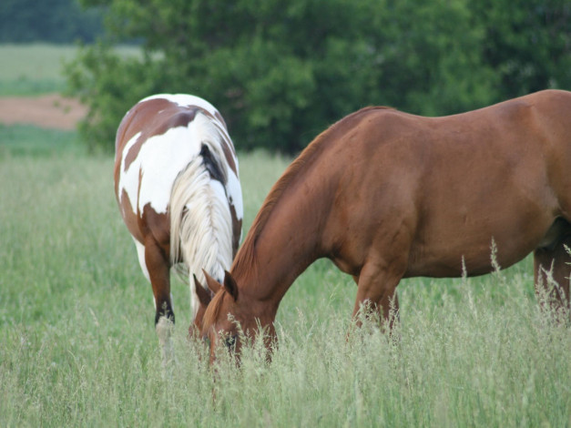 Обои картинки фото животные, лошади