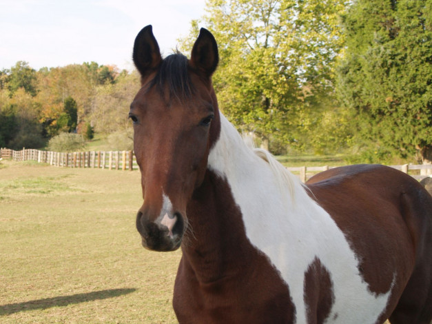 Обои картинки фото животные, лошади