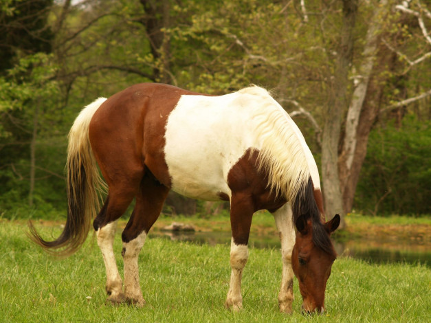 Обои картинки фото животные, лошади