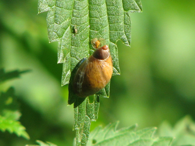 Обои картинки фото животные, улитки