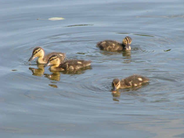Обои картинки фото животные, утки