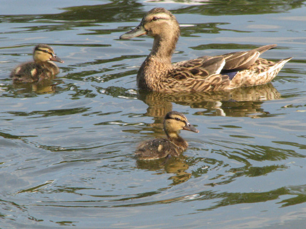 Обои картинки фото животные, утки