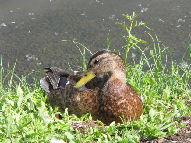 Обои картинки фото животные, утки