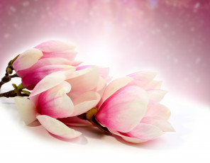 Картинка цветы магнолии ветка