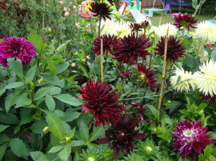 Картинка цветы георгины лепестки