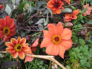 Картинка цветы георгины лепестки