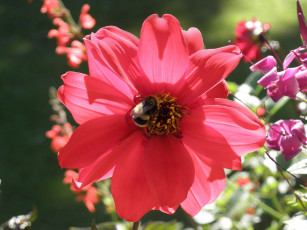 Картинка цветы георгины лепестки