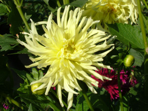 Картинка цветы георгины лепестки