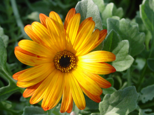 Картинка цветы герберы бутон