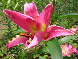 Картинка цветы лилии лилейники лепестки