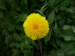 Картинка цветы одуванчики лепестки