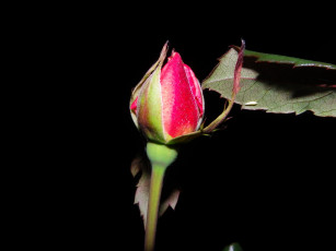 Картинка цветы розы бутон